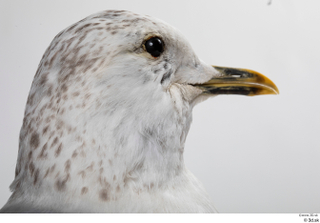 Common gull Larus Canus head 0008.jpg